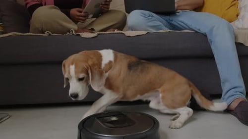 Beagle Dog and Robot Vacuum Cleaner in Home