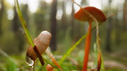 Large Drop of Water Drips From Sunlit Mushroom in Forest