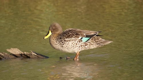 Yellow Billed Duck Flaps Wings on River Log and Preens Ruffled Feathers to Dry