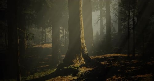 Sunlight Filters Through Trees in a Serene Forest Setting During Golden Hour