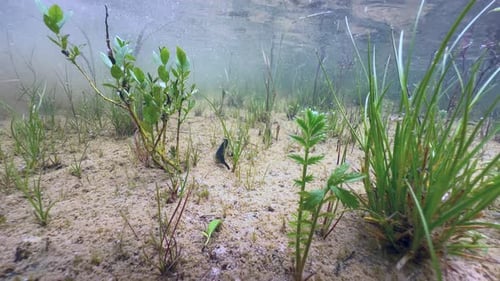 Horse leech (Haemopis sanguisuga) moving towards the camera at the bottom of a shallow pond,