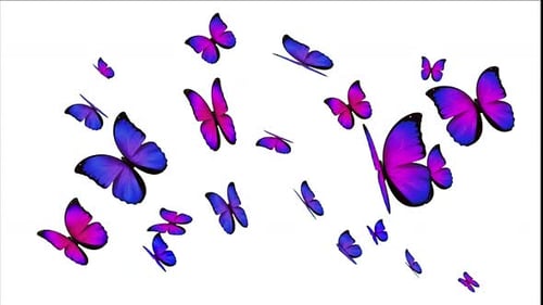 Butterfly Transition