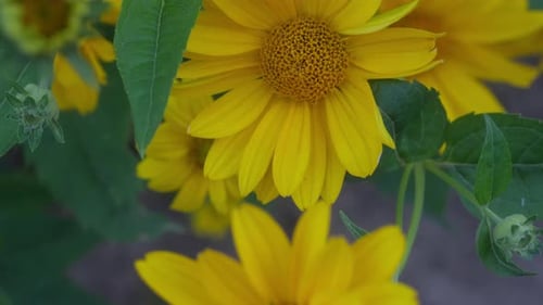 A close-up of the vibrant yellow False Sunflower (Heliopsis), showcasing its bright and cheerful blo