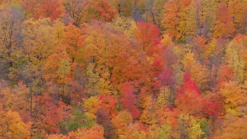 Colorful autumn foliage in Caledon, Ontario, with vibrant red, orange, and yellow leaves