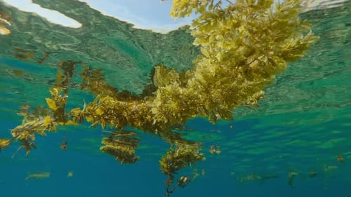 Underwater Seaweed Floating with Sunlit Water Surface