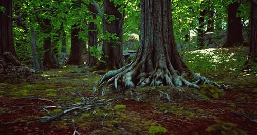 Exploring the Dense Forest with Towering Trees and Vibrant Greenery in Spring