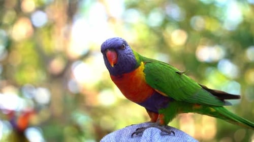Nahaufnahme eines wilden und schönen Regenbogenloris (Trichoglossus moluccanus), gefleckt hockt