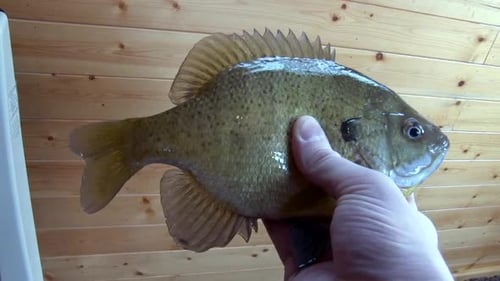 Homme montrant le poisson à la main avec un fond mural en bois à l'intérieur de la glacière. - Plan rapproché