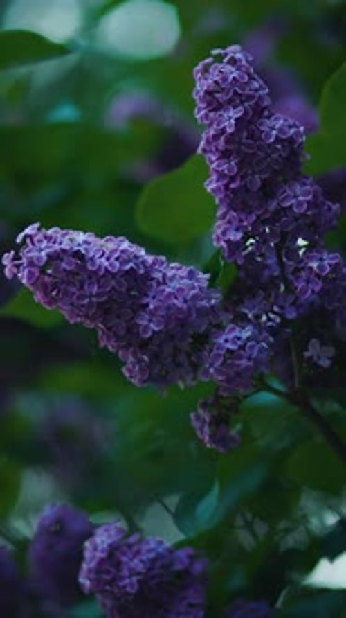 Vibrant Purple Lilac Blossoms in a Green Garden with Lush Foliage Create an Enchanting Scene