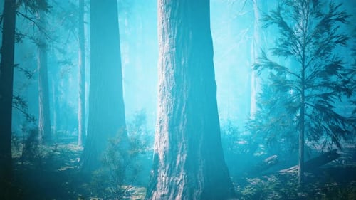 Séquoias géants en été dans le parc national de Sequoia