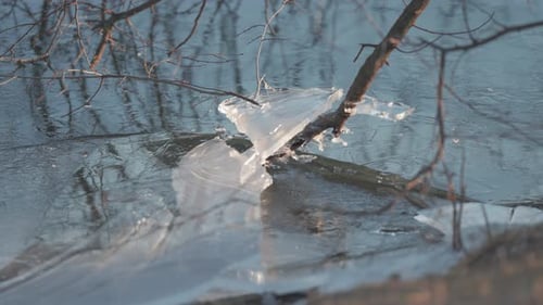 Frozen branches extend into a partially iced-over pond, showcasing winter's grip.