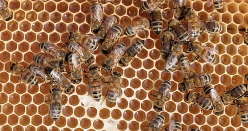 Honigbienen arbeiten an einer Wabennahaufnahme. Bienen sind den Menschen vor allem für ihre Ökologie bekannt