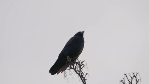 Schwarzer Vogel, Turm oder Krähe, die auf einem Ast hoch oben in einem Baum sitzen