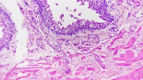 Urethra of Human Being in Section Filmed with 400x Magnification Under Microscope on Bright Field