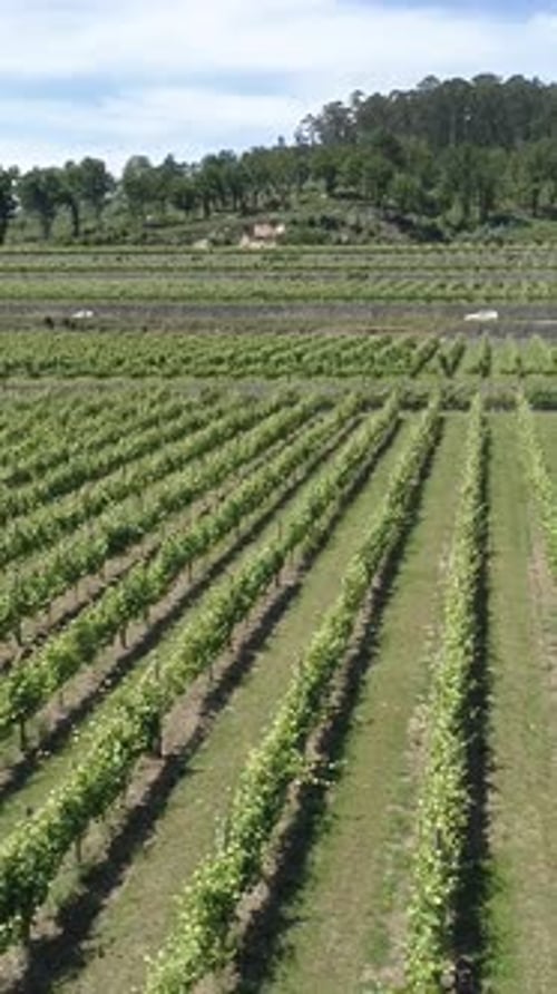 Aerial View of Green Vineyards