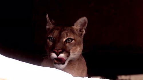 Canadian Cougar Hunting in Winter Forest Showcases the Beauty and Power of Wildlife