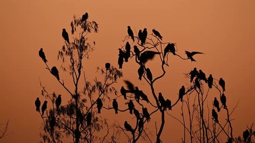 Black-eared Kite, Milvus lineatus, Pak Pli, Nakhon Nayok, Thailand; group of trees in the middle, Ki
