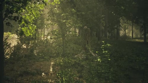 Mysterious Forest in Austria During Sunset Creates Calm and Intrigue