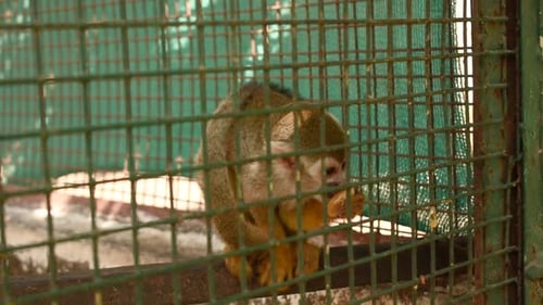 Kleiner Totenkopfäffchen sitzt im Zaunkäfig im Zoopark und isst Obst I Hungry little squir