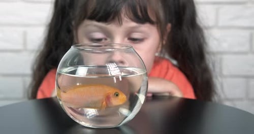 Round Aquarium with Water and Fish