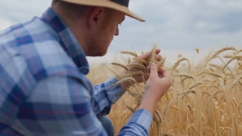 Close Up Male Farmer in Wheat Field Touch Ripe Harvest of Golden Wheat Ears with His Hands and
