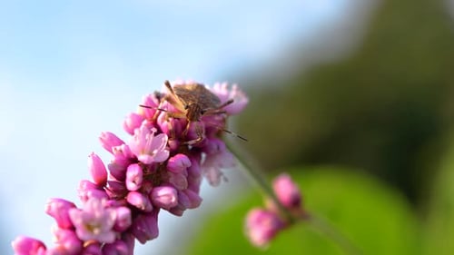 Beetle is on a pink flower. The wind blows the flower around. Close-up.