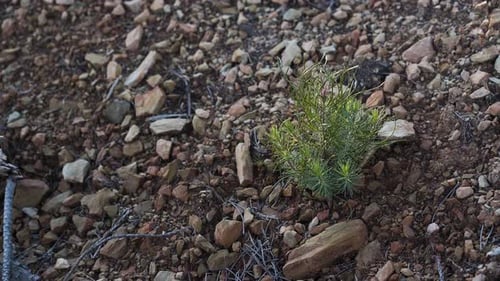 Small pine tree growing from fractured rock, its thin trunk bent by wind. Dark green needles