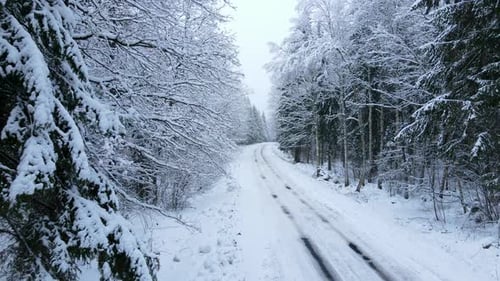 Slowly aerial inside forest near trees covered by snow and road with cars tracks, magic winter scene