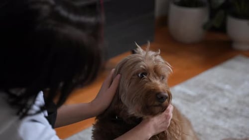 Woman Affectionately Petting Her Brown Dog Indoors