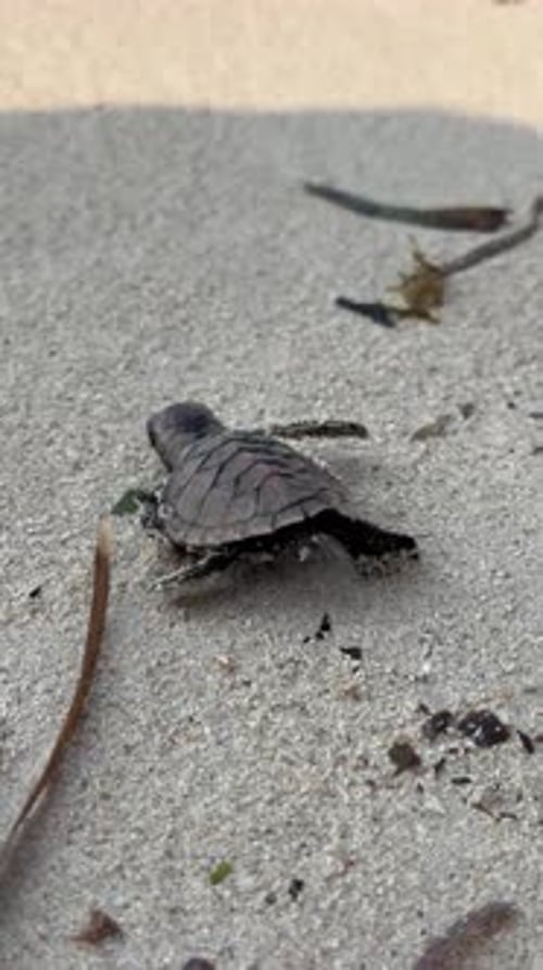 Baby Loggerhead sea turtle crawling on the beach