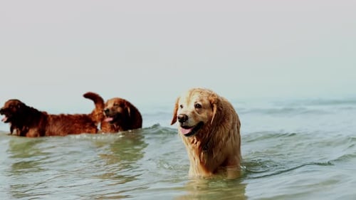 Slow motion dog walking and swim playing water wave happiness on the beach