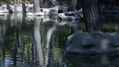 Animal Ducks In Lake 1