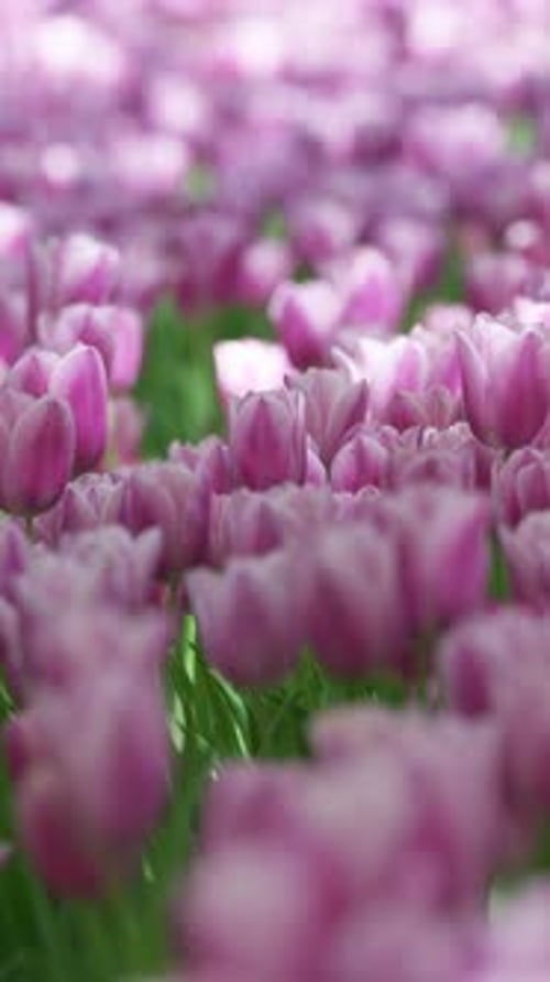 Colorful Tulip Field - Purple Tulips
