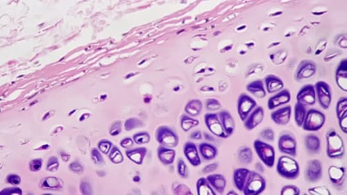 Microscopic View of Magnified Tissue Cells