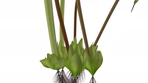 Illustration détaillée montrant les racines et les feuilles des plantes aquatiques