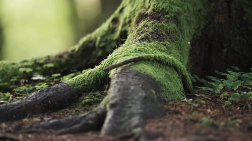 The timeless beauty of nature in the moss-covered roots of an ancient tree in contrast with tiny pla