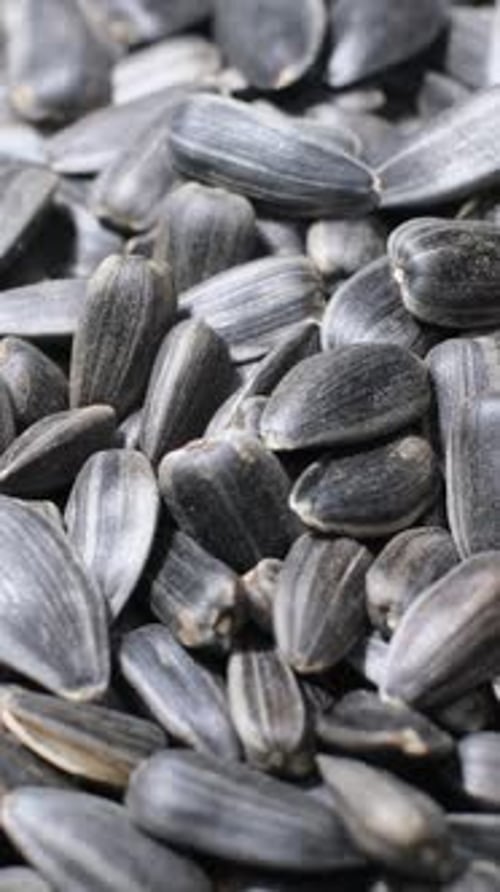 Large Sunflower Seeds Rotate in a Circle Closeup of Sunflower Seeds As a Background Vertical
