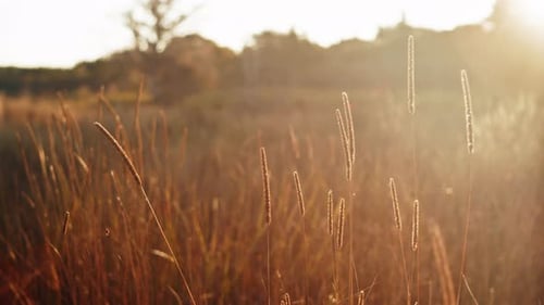 Summer Sunset Over Wild Green Grass On Nova Scotia Coastline Canada