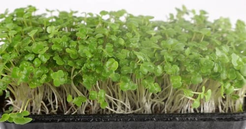 Fresh Microgreens Being Sprayed With Water