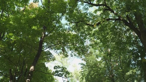 Green Tree Canopy With Sunlight and Blue Sky