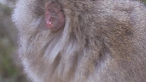 Macaque des neiges japonais