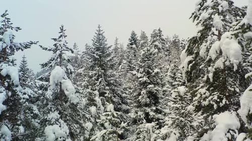 Beautiful snow scene forest in winter. Flying over of pine trees covered with snow.