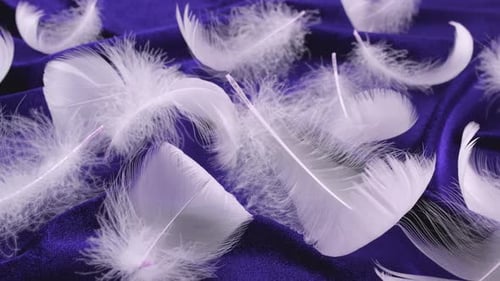 Plumas de cisne blancas sobre terciopelo azul.