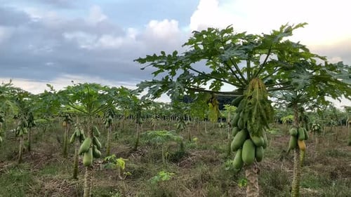 papaya fruit tree