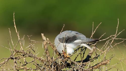 Grey and White Kite Bird Eating Prey on Branch