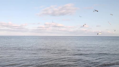 Flying Seagull Birds Over Sea Scenery