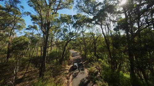 Drone Follows the Car on the Road Through the Forest
