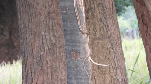 Couleuvre arborescente à dos bronzé commune à Pry.