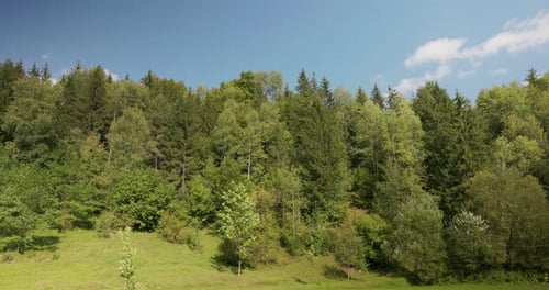 Dense Thicket With Green Foliage In Summertime. Medium Shot