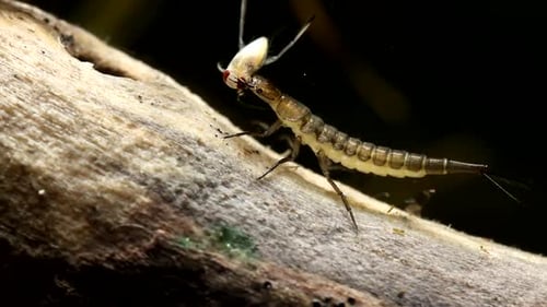 Larve de scarabée aquatique se nourrissant d'un nageur